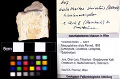 Foto (Objket + Etiketten) von Mesogalathea striata (Remeš, 1895) 